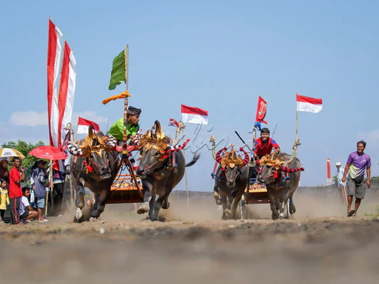 mekepung tradition in Bali where Balinese people do buffalo race